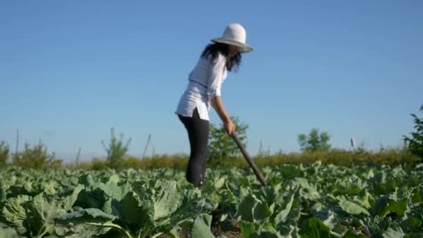 Femme agricultrice cultivant le chou. désherbage enlever l'herbe avec houe à la ferme arrière-cour champ - Séquence, vidéo