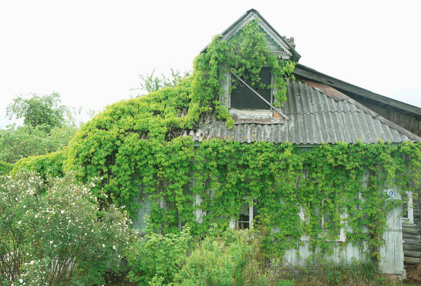 古い木造の家はツタで生い茂り - 写真・画像