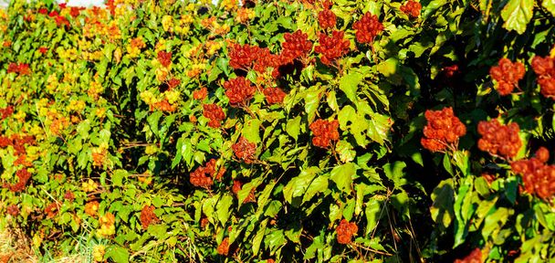 annatto urucum plantation on a sunny day. - Photo, Image