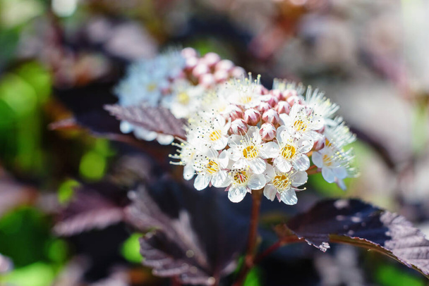 Bright flowers of physocarpus in the summer garden, close up. - Photo, Image