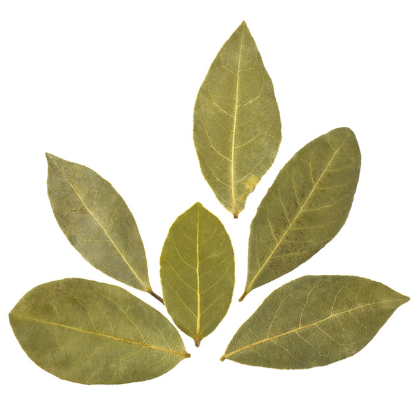 Aromatic bay leaves - Foto, Imagen