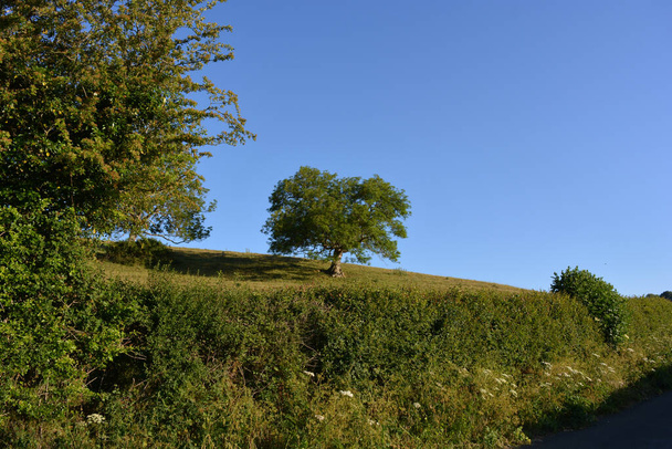Angielski wiosenny krajobraz z głogiem i pietruszką krowią na poboczu wiejskiej alei oraz jesion na wzgórzu, Dorset, Anglia - Zdjęcie, obraz