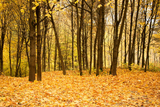 Podzimní a podzimní park a lesní listy. Žluté a oranžové barvy v přírodě. Litva - Fotografie, Obrázek
