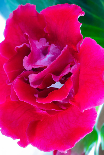 Close-up roze Sinningia of Gloxinia speciosa, een open heldere bloem op de achtergrond op grijsgroene bladeren. Verticale macro shot, indoor planten en tuin. Ansichtkaart en behang. - Foto, afbeelding