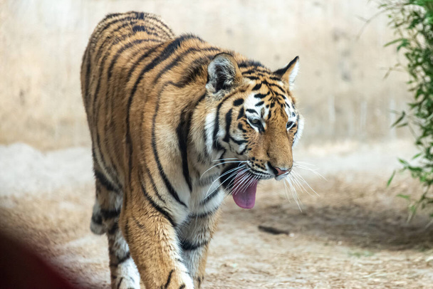 Sibiřští tygři se potulují po jejich území - Fotografie, Obrázek