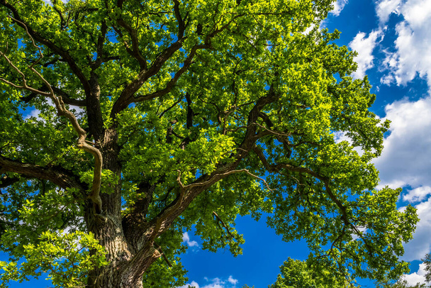 Vieux chêne avec feuilles vertes et ciel bleu - Photo, image