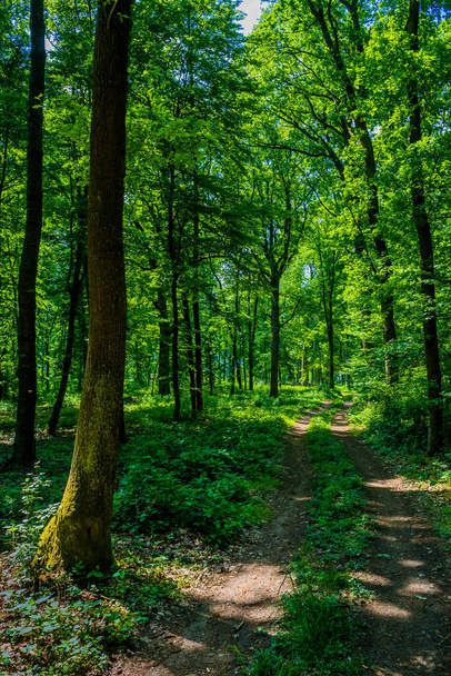 Szlak pieszy przez słoneczny las liściasty w Austrii - Zdjęcie, obraz