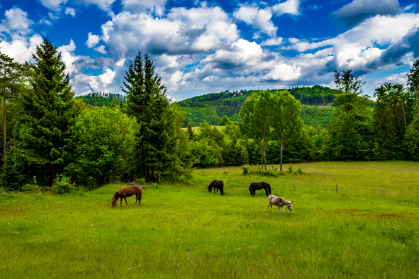 Horses And Donkey On Pasture In Rural Landscape In Austria - Photo, Image