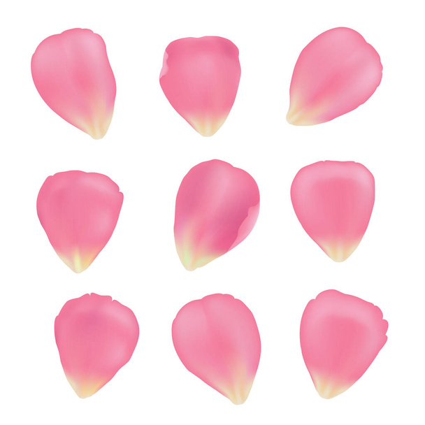 colección pétalos de rosa - Vector, imagen
