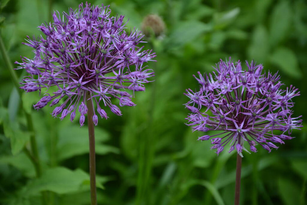 Onion Suvorov (Allium suworowii) is part of the mountain bows Anzur. Blooms in June - Photo, Image
