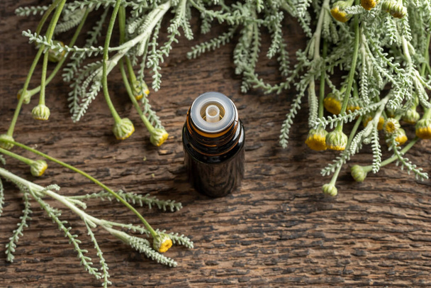 Темная бутылка эфирного масла со свежим цветущим растением сантолина хамеципарис
 - Фото, изображение