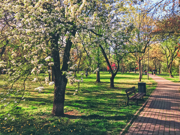 Árboles florecientes en primavera en un parque de la ciudad
 - Foto, imagen