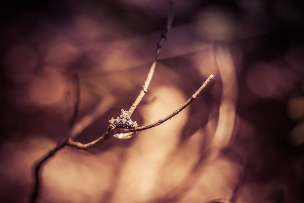 Belos anéis de noivado de diamante brilhante colocados em um ramo, com espaço de cópia, fundo escuro
 - Foto, Imagem