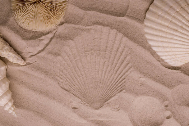 Starfish and seashells on dune sand. Top view marine Vacation background. - Photo, Image