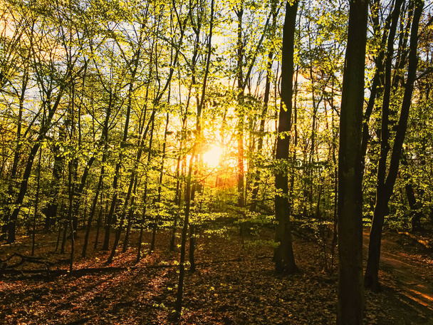 Bahar ormanı manzarası gün batımında ya da gün doğumunda - Fotoğraf, Görsel