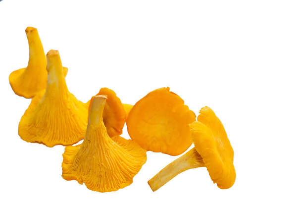 Bright orange chanterelle mushrooms on a white background. Bright orange chanterelle mushrooms isolated on white background. Autumn harvest - Photo, Image