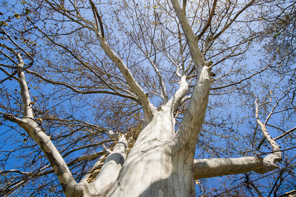 Vista de ángulo bajo de alto y grande cuerpo de árbol y ramas y cielo azul en Georgia
 - Foto, imagen