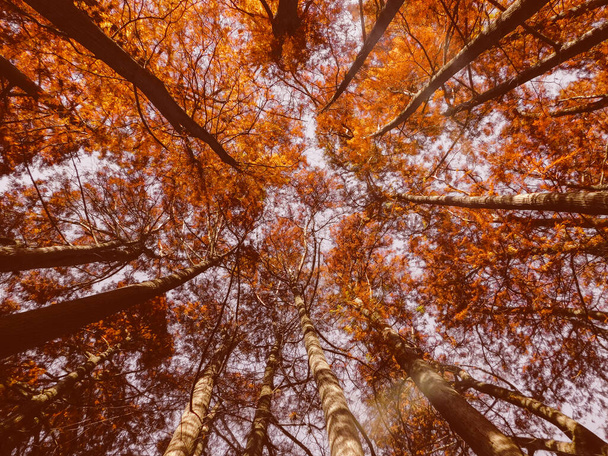 Yerden görünen ağaç tepesi - Fotoğraf, Görsel