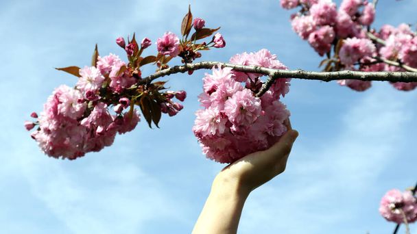 Die Hand einer Frau hält eine Kirschblüte in voller Blüte. - Foto, Bild