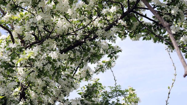 Der blaue Himmel zwischen den ausgewachsenen weißen Birnenblüten. - Foto, Bild