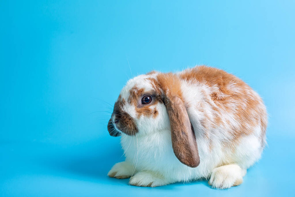 Happy Easter Day. Fancy rabbit on blue background. Cute Fancy baby bunny on blue background. - Foto, Imagen
