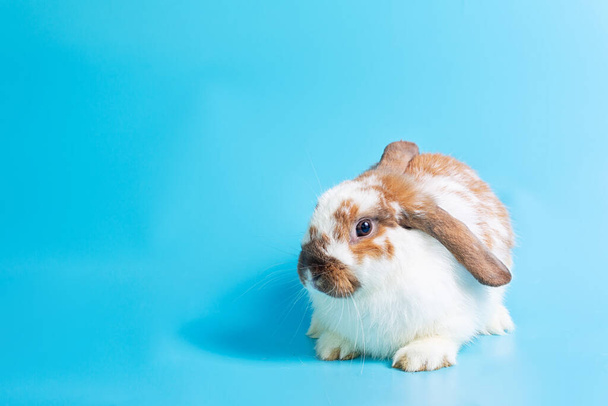Frohe Ostern. Fantasievolles Kaninchen auf blauem Hintergrund. Cute Fancy Baby Bunny auf blauem Hintergrund. Kaninchen, die niedlich und präzise nach den üblichen Arten sind. - Foto, Bild