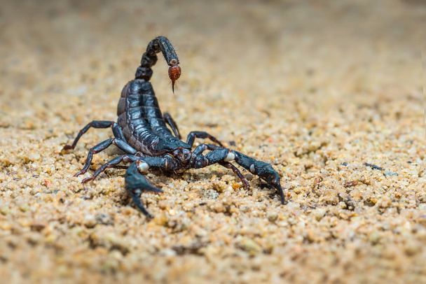 Asiatico foresta di scorpione sulla sabbia nel giardino tropicale
 - Foto, immagini