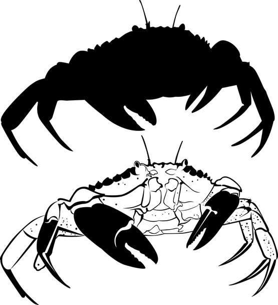 Crab - Vector, Image