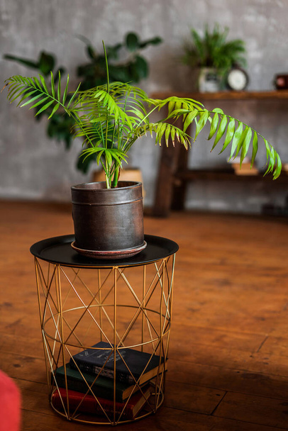 Indoor plant in a ceramic pot on a small coffee table in the internet loft. - Fotó, kép