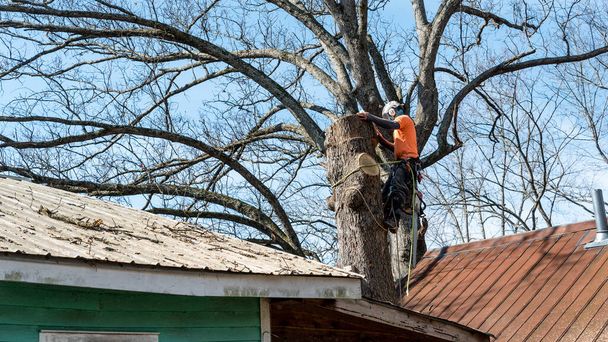 Worker with chainsaw  and helmet just above roof and cutting down tree - Photo, Image