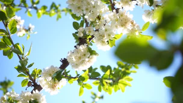bloeiende kersenboom met witte bloemen en groene bladeren op zonnige dag - Video