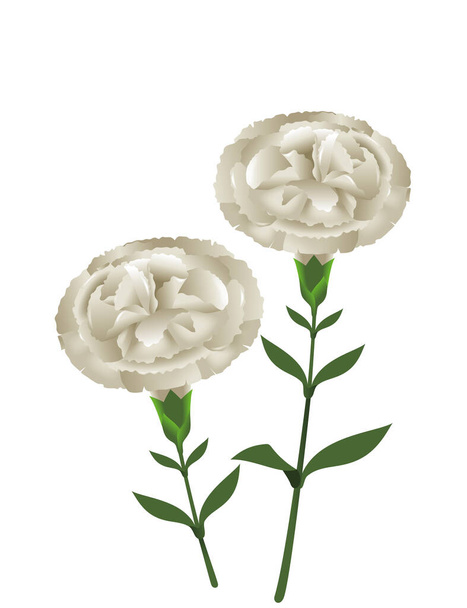 Illustration of white carnation. Flower icon. - Photo, Image