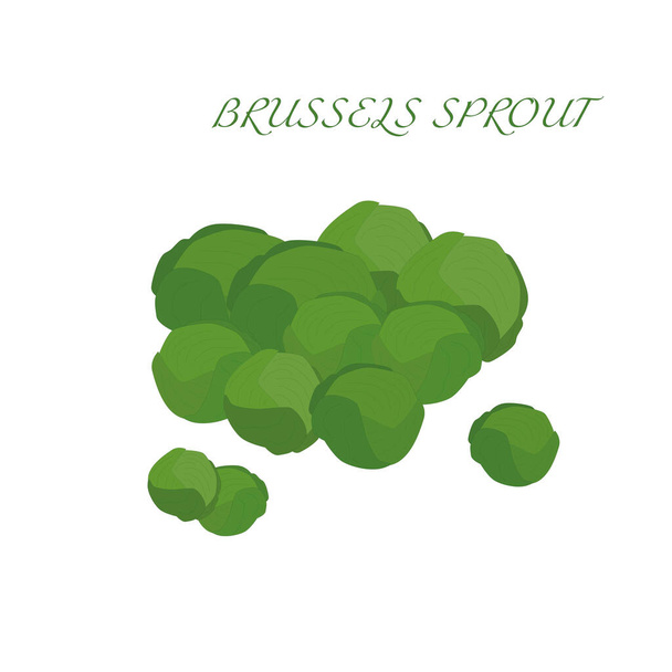 Brussels sprouts, vector object. Fresh fruit. Vitamins C. - Фото, изображение