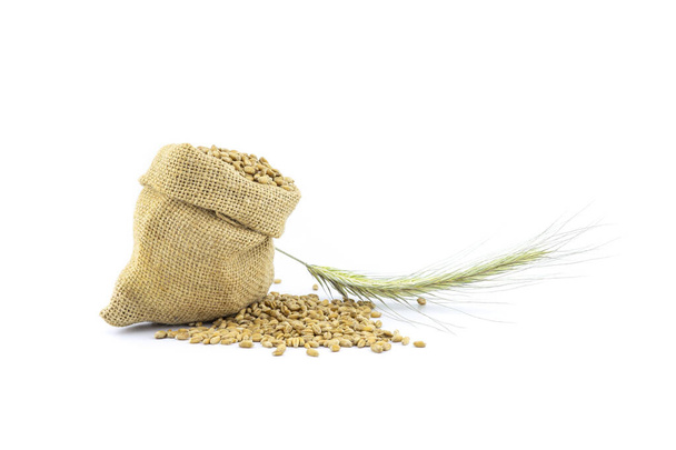 Verse zaden morsen uit een rustieke hessian zak op een witte achtergrond met gouden oren van graan en kopieer ruimte - Foto, afbeelding