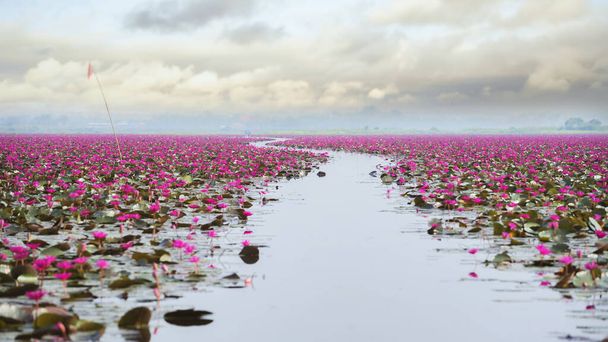 εικόνα του όμορφου τομέα λουλουδιών λωτού στο κόκκινο θάλασσα λωτού, Udon Thani, Ταϊλάνδη - Φωτογραφία, εικόνα