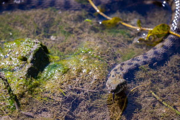 Ruoho käärme kelluu järvellä kirkkaalla vedellä - Valokuva, kuva