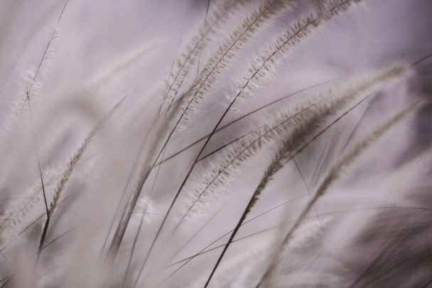 風の中のふわふわした草のマクロ写真、ぼやけた、選択的な焦点. - 写真・画像