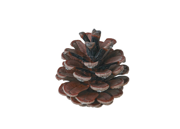 piña natural aislada sobre fondo blanco. primer plano de conos de pino secos naturales, semillas de coníferas
 - Foto, imagen