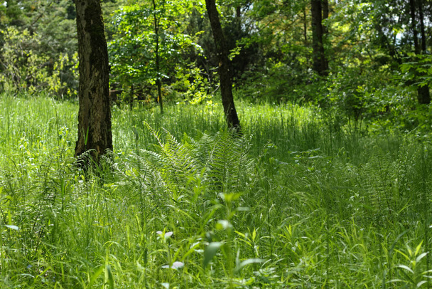 Landscape. Sunny green glade in the Syretsky Arboretum of Kyiv. - Фото, зображення