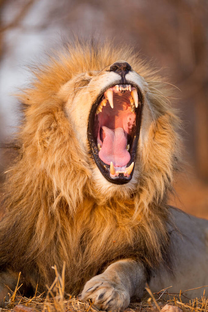 Vertikální portrét lva samčího ukazující zuby v odpoledním zlatém světle v Kruger Park Jižní Africe - Fotografie, Obrázek