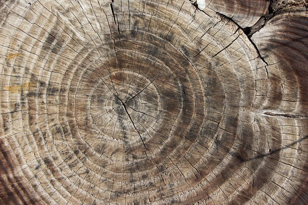 Wood texture of cut tree trunk, close-up. - Foto, imagen