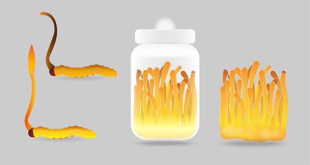 Set van Cordyceps cartoon vector illustratie ontwerp. "Ophiocordyceps sinensis" is een paddenstoel die gebruikt wordt voor medicijnen en voedsel dat beroemd is in Azië.Geel oranje kleur gezonde paddenstoel. - Vector, afbeelding
