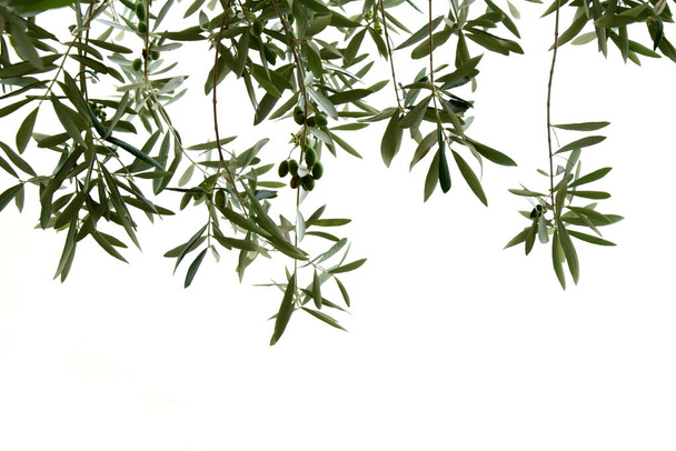 Оливкові гілки з зеленими оливками, ізольованими від яскравого фону - клімат Південного Тіролю в Італії та Середземномор "я. - Фото, зображення