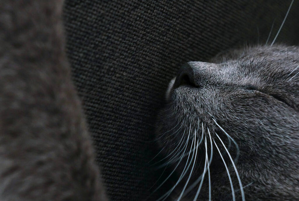 muilkorf van een grijze kat met witte snor close-up op een grijze bank - Foto, afbeelding