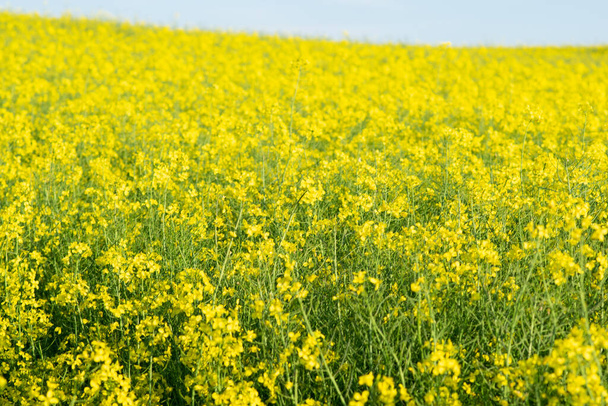 Rapeseed field on a sunny day, with sunlight. High quality photo - Photo, Image