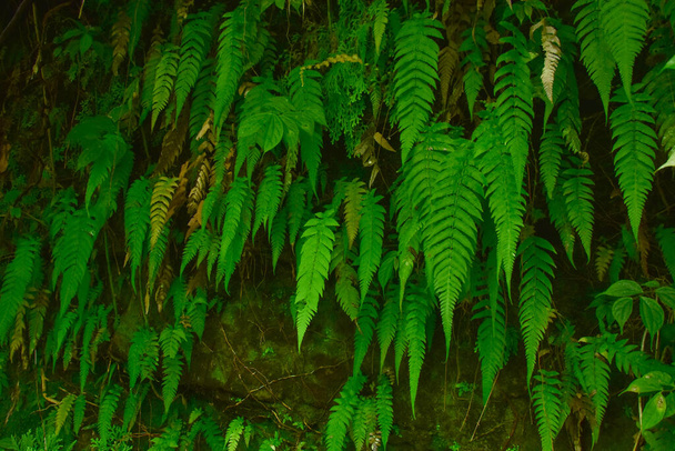 Viele riesige Farnbäume in Klippen und Tälern, Reben und Büschen befinden sich in den tropischen Regenwäldern Indonesiens. kann als Hintergrund und Hintergrundbild verwendet werden. das Konzept der Web-Banner. - Foto, Bild