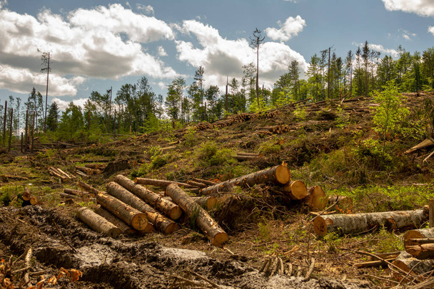 Wycinanie lasów, niszczenie środowiska i globalne ocieplenie, przez burze. Upadłe drzewa w lesie iglastym po silnym huraganie. - Zdjęcie, obraz