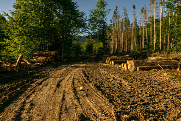 Куча древесины в зеленом лесу, весной. Вырубка лесов человеком - Фото, изображение