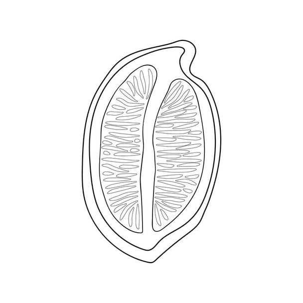 Sketch of a lemon slice. Outlines isolated element for design. Vector illustration.  - Vetor, Imagem
