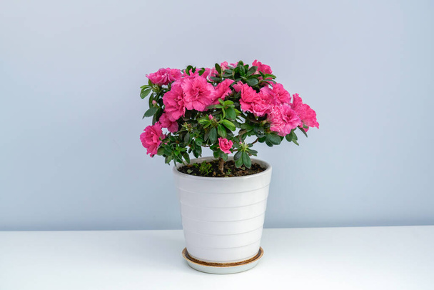 Een pot met roze azalea 's op een witte tafel - Foto, afbeelding